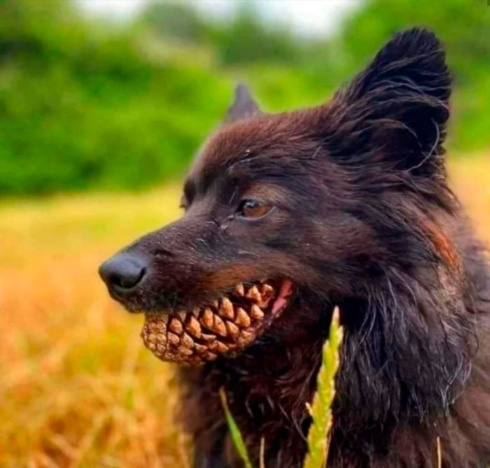“Important Images”: 50 Unhinged Pics That Are Hard To Believe Are Real