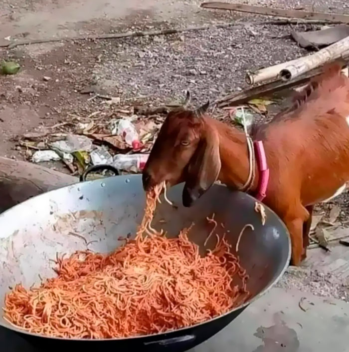 “Important Images”: 50 Unhinged Pics That Are Hard To Believe Are Real