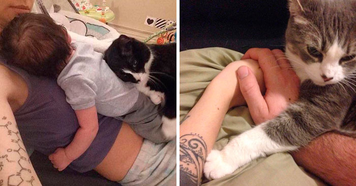 40 Divertidas mascotas que no se cortan a la hora de mostrar lo celosas que son