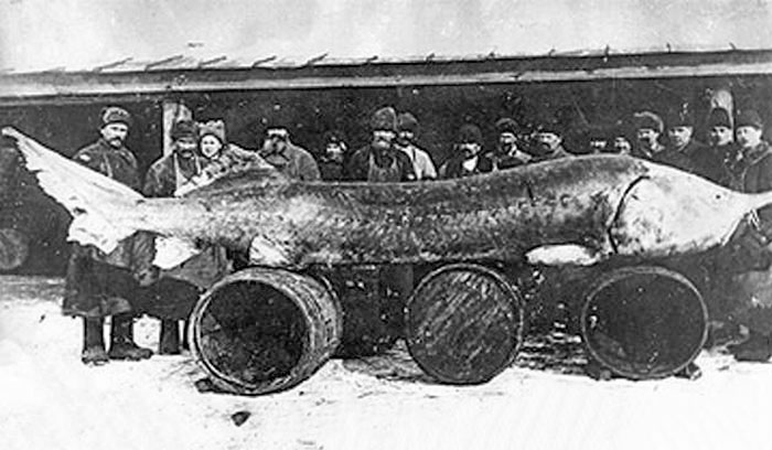 En 1922 se capturó un esturión beluga en el estuario del Volga. Medía alrededor de 7 metros y pesaba 1570 kilos. Son auténticos dinosaurios marinos