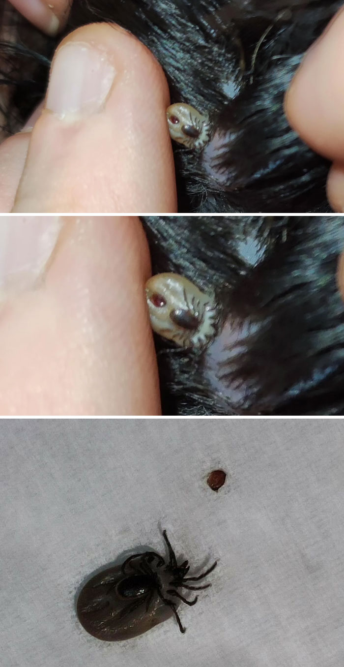 Garrapata en una garrapata que estaba prendida a a mi perro