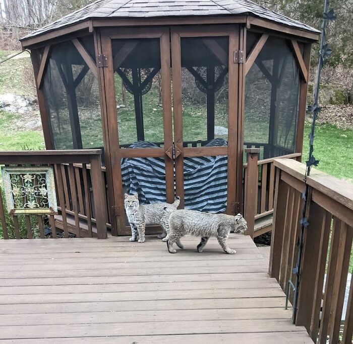 Mi vista desde la sala en Sherman, Connecticut