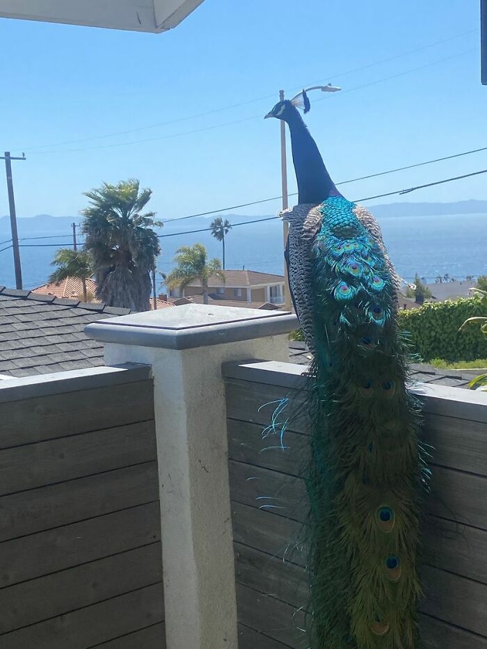 Literalmente, desde la ventana de mi cocina. Me encantan los pavos reales. San Pedro, California 