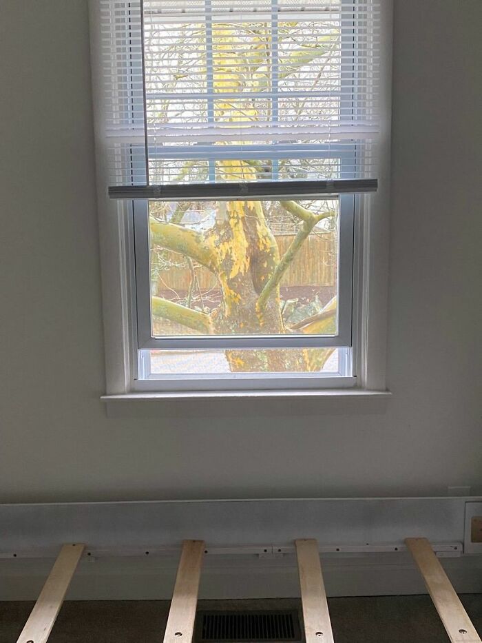 Dejé un matrimonio abusivo después de casi 20 años. Esta es la vista que tengo desde la ventana del dormitorio de mi nuevo apartamento 