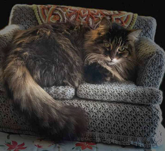 Mi madre tejió a ganchillo un sofá para su gato