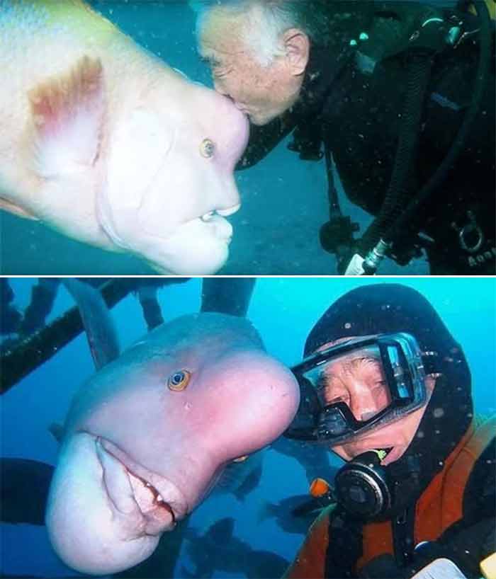 A un buceador japonés se le ha confiado la vigilancia de uno de los santuarios sintoístas de Japón, situado bajo la superficie de la bahía Tateyama. Con el paso de las décadas, se hizo muy amigo de una de las criaturas marinas que viven alrededor del santuario, a la que llamaron Yoriko 