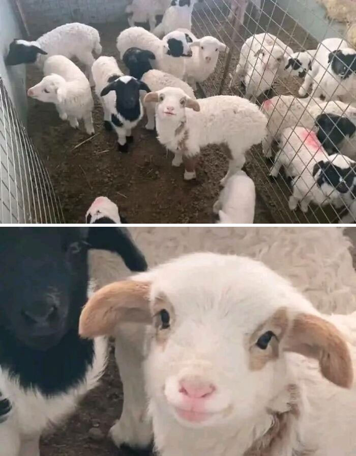 30 Wholesome Pics To Remind You There's Good In The World, As Shared On "Blessed Imageposting"