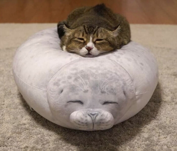 30 Wholesome Pics To Remind You There's Good In The World, As Shared On "Blessed Imageposting"