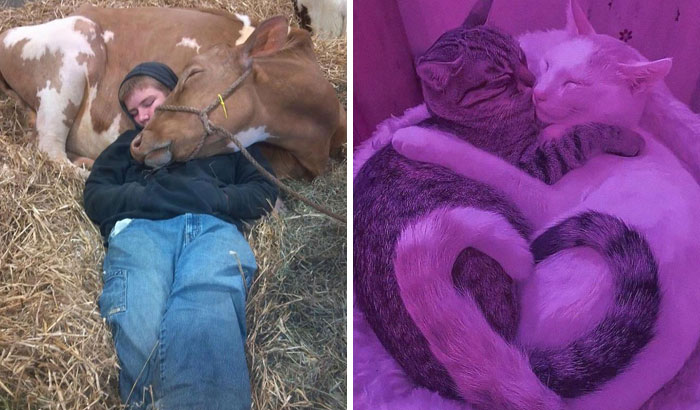 20 Imágenes tan reconfortantes que te alegrarán el día