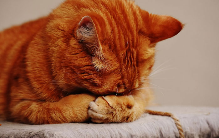 Los dueños de estas mascotas contaron las 15 situaciones más dramáticas que observaron entre ellas