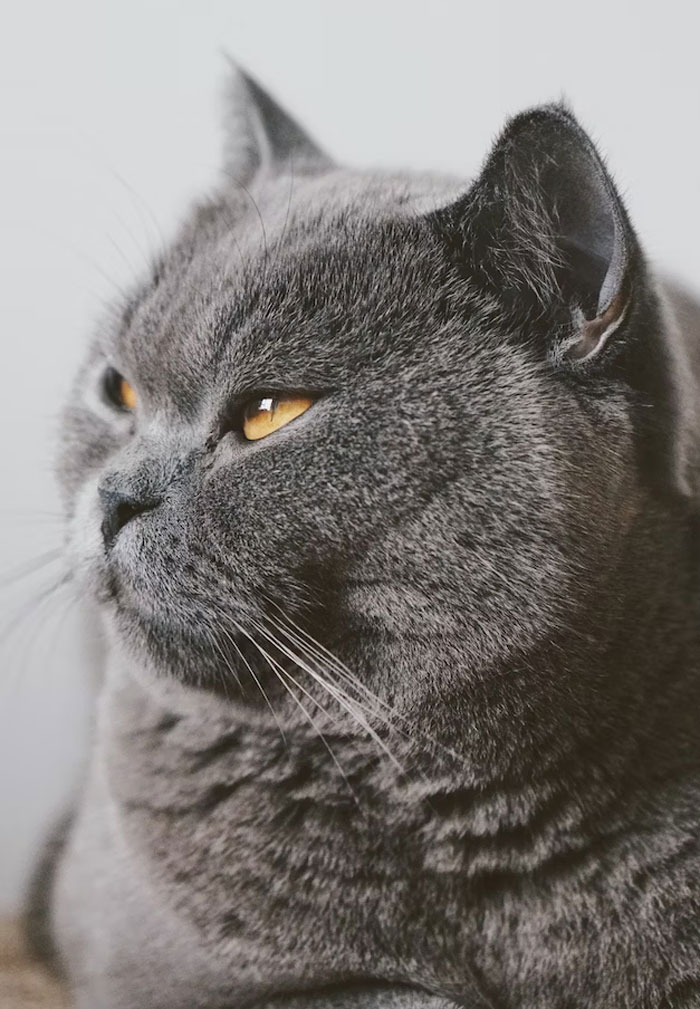 Los dueños de estas mascotas contaron las 15 situaciones más dramáticas que observaron entre ellas
