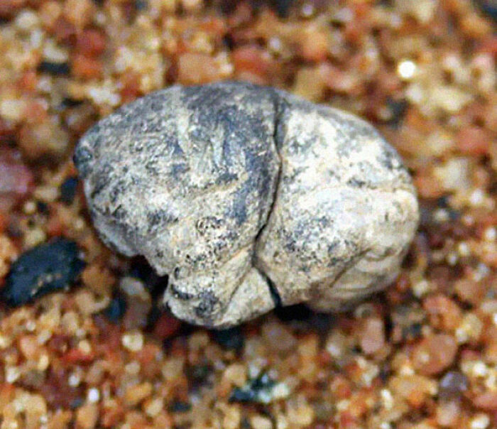 El chicle más antiguo (5.000 años)
