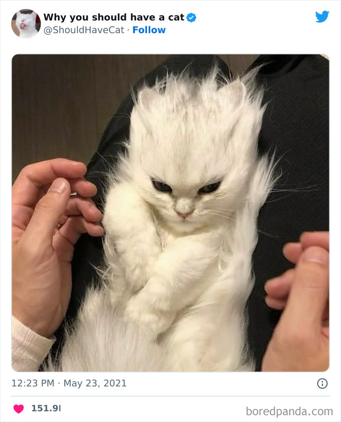 This Twitter Account Shares "Reasons" Why You Should Have A Cat, And Here Are 50 Of The Top Ones
