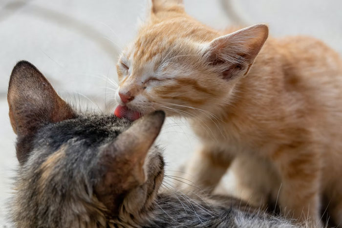 Los dueños de estas mascotas contaron las 15 situaciones más dramáticas que observaron entre ellas