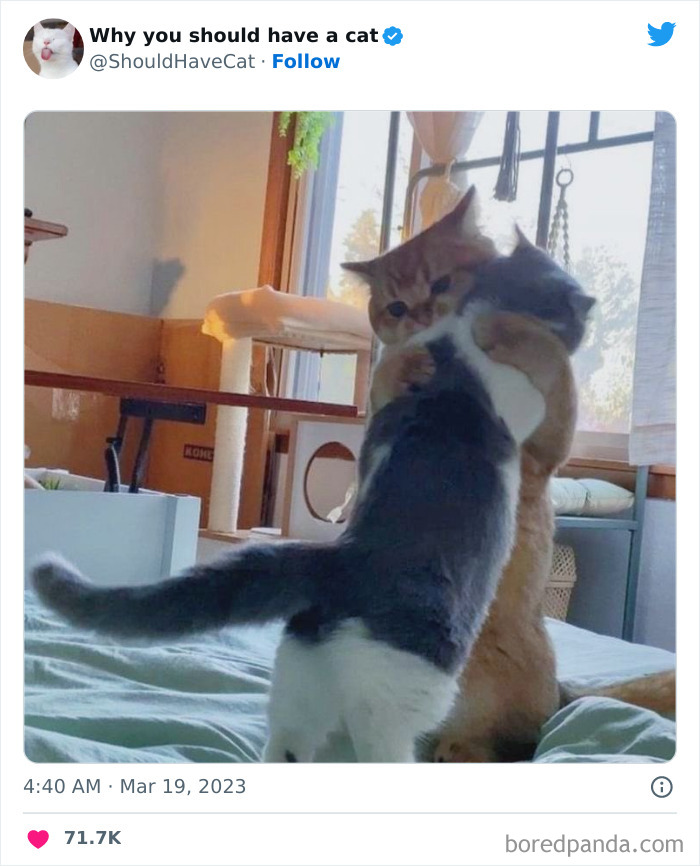 This Twitter Account Shares "Reasons" Why You Should Have A Cat, And Here Are 50 Of The Top Ones