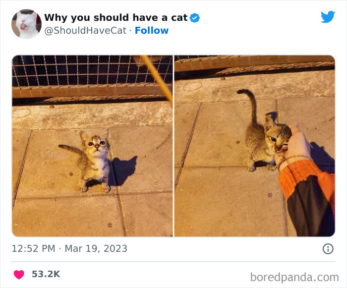 This Twitter Account Shares "Reasons" Why You Should Have A Cat, And Here Are 50 Of The Top Ones