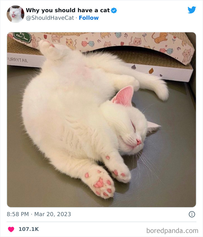 This Twitter Account Shares "Reasons" Why You Should Have A Cat, And Here Are 50 Of The Top Ones