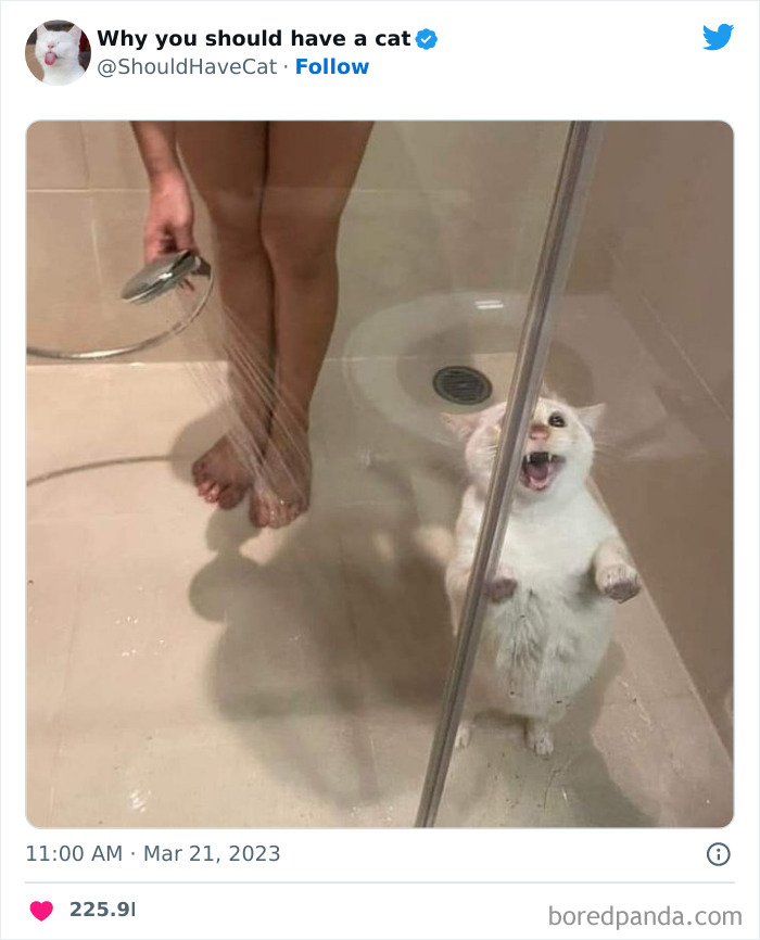 This Twitter Account Shares "Reasons" Why You Should Have A Cat, And Here Are 50 Of The Top Ones