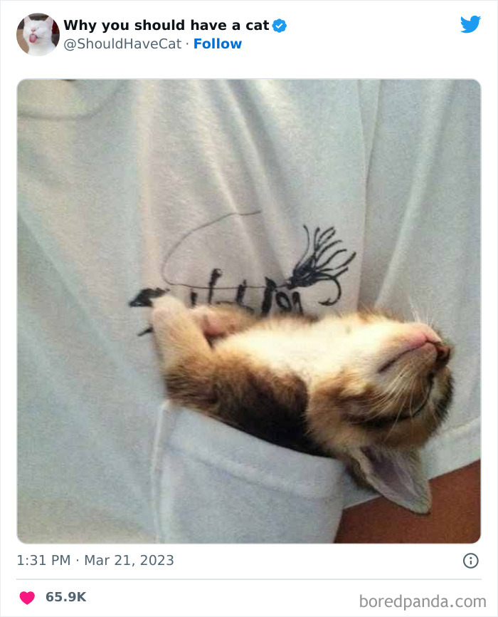 This Twitter Account Shares "Reasons" Why You Should Have A Cat, And Here Are 50 Of The Top Ones