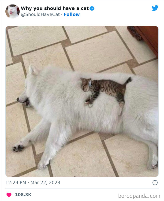 This Twitter Account Shares "Reasons" Why You Should Have A Cat, And Here Are 50 Of The Top Ones