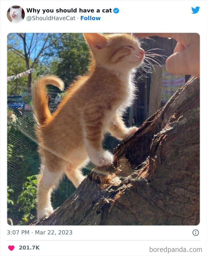 This Twitter Account Shares "Reasons" Why You Should Have A Cat, And Here Are 50 Of The Top Ones