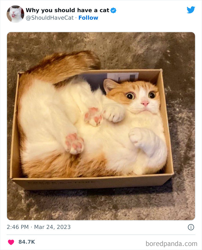 This Twitter Account Shares "Reasons" Why You Should Have A Cat, And Here Are 50 Of The Top Ones