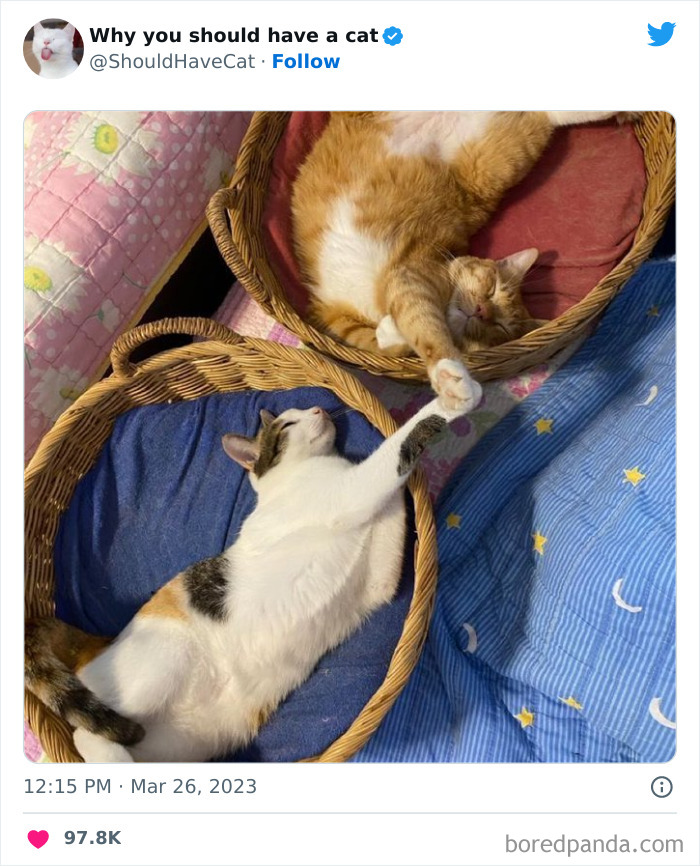 This Twitter Account Shares "Reasons" Why You Should Have A Cat, And Here Are 50 Of The Top Ones
