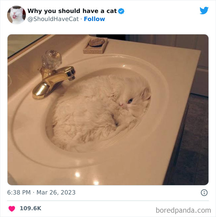 This Twitter Account Shares "Reasons" Why You Should Have A Cat, And Here Are 50 Of The Top Ones