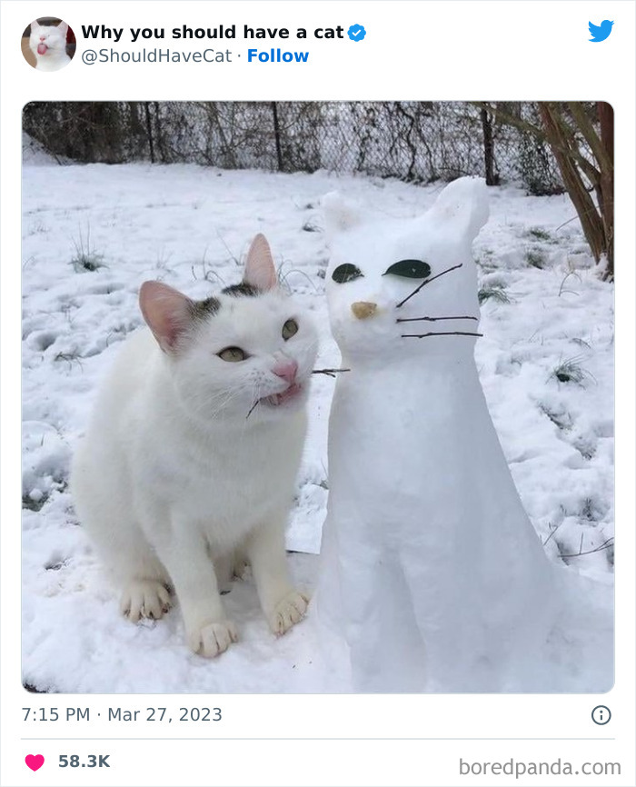 This Twitter Account Shares "Reasons" Why You Should Have A Cat, And Here Are 50 Of The Top Ones