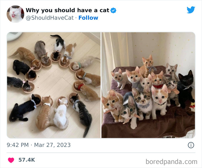 This Twitter Account Shares "Reasons" Why You Should Have A Cat, And Here Are 50 Of The Top Ones