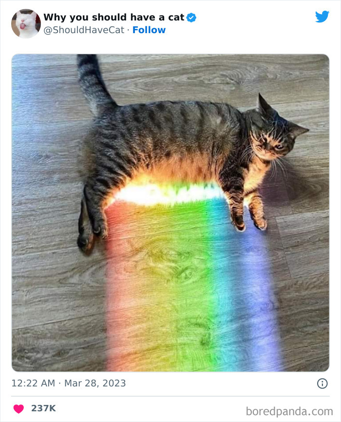 This Twitter Account Shares "Reasons" Why You Should Have A Cat, And Here Are 50 Of The Top Ones