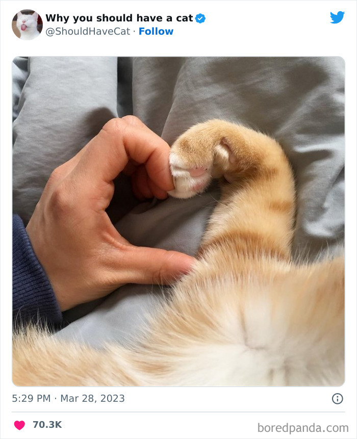 This Twitter Account Shares "Reasons" Why You Should Have A Cat, And Here Are 50 Of The Top Ones
