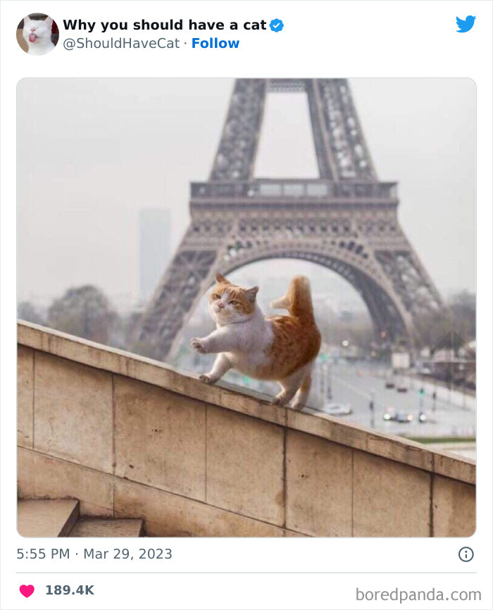 This Twitter Account Shares "Reasons" Why You Should Have A Cat, And Here Are 50 Of The Top Ones