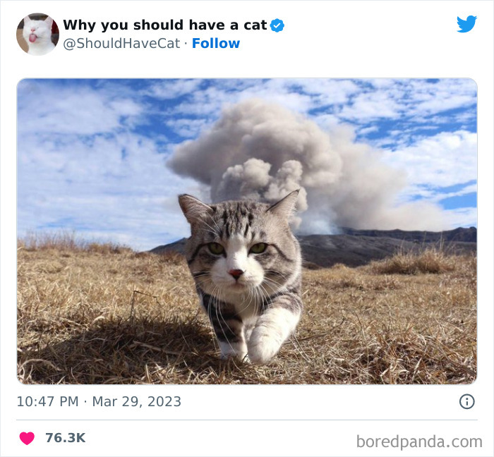This Twitter Account Shares "Reasons" Why You Should Have A Cat, And Here Are 50 Of The Top Ones
