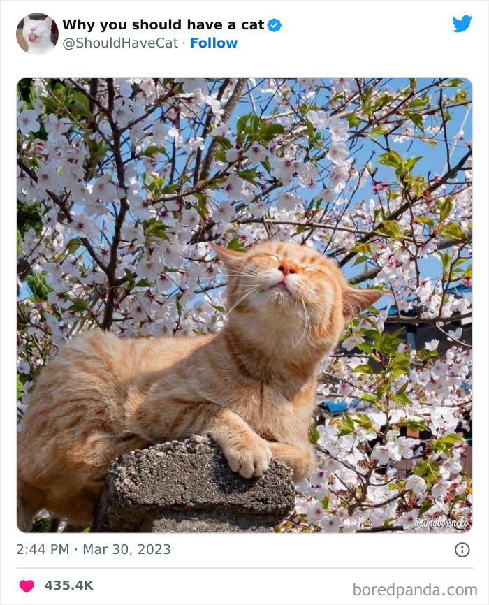 This Twitter Account Shares "Reasons" Why You Should Have A Cat, And Here Are 50 Of The Top Ones