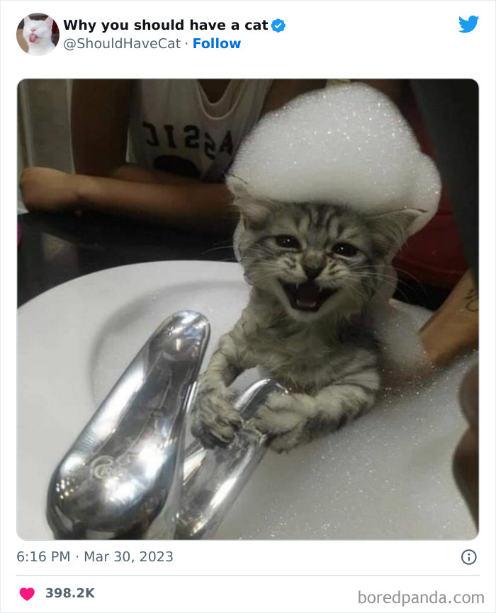 This Twitter Account Shares "Reasons" Why You Should Have A Cat, And Here Are 50 Of The Top Ones