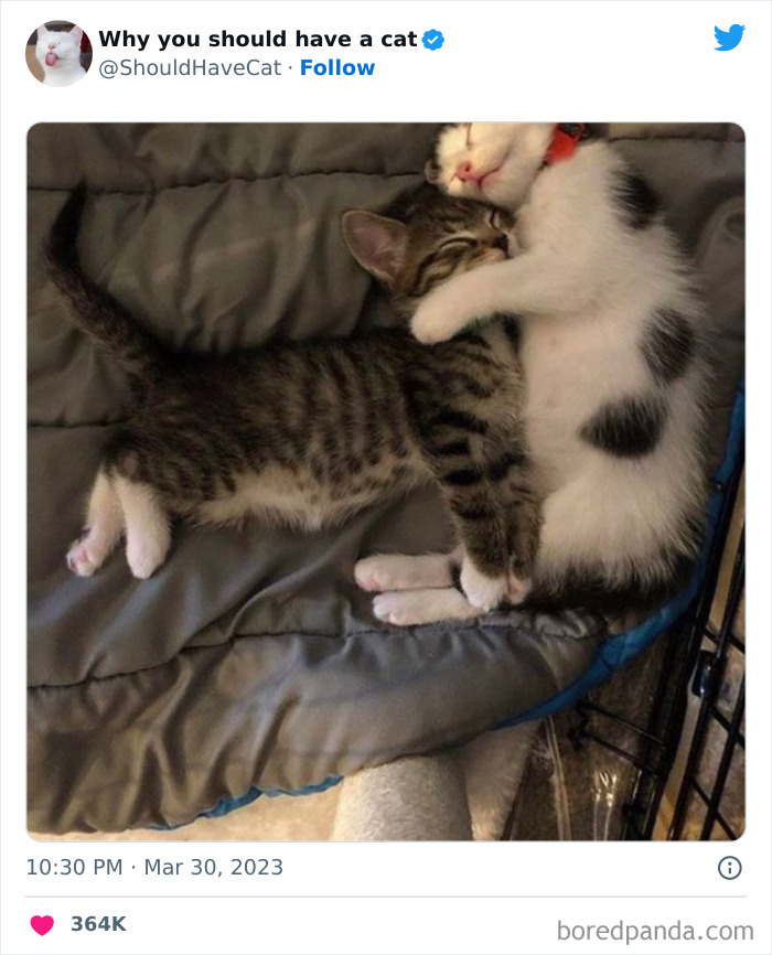 This Twitter Account Shares "Reasons" Why You Should Have A Cat, And Here Are 50 Of The Top Ones