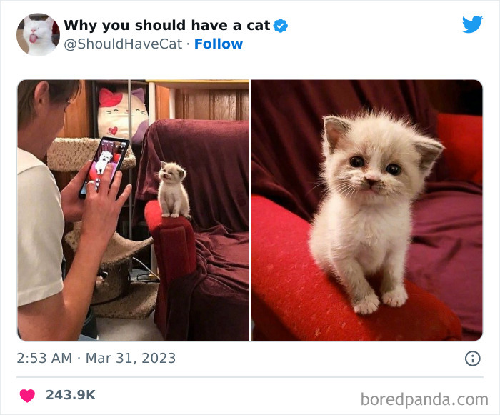 This Twitter Account Shares "Reasons" Why You Should Have A Cat, And Here Are 50 Of The Top Ones