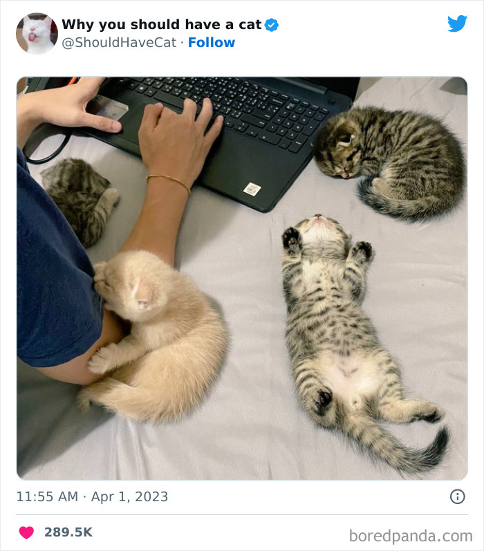 This Twitter Account Shares "Reasons" Why You Should Have A Cat, And Here Are 50 Of The Top Ones