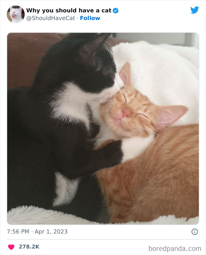 This Twitter Account Shares "Reasons" Why You Should Have A Cat, And Here Are 50 Of The Top Ones