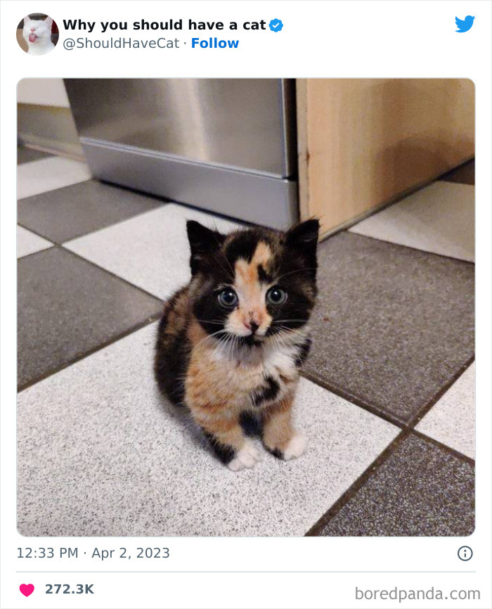 This Twitter Account Shares "Reasons" Why You Should Have A Cat, And Here Are 50 Of The Top Ones