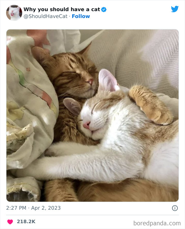 This Twitter Account Shares "Reasons" Why You Should Have A Cat, And Here Are 50 Of The Top Ones