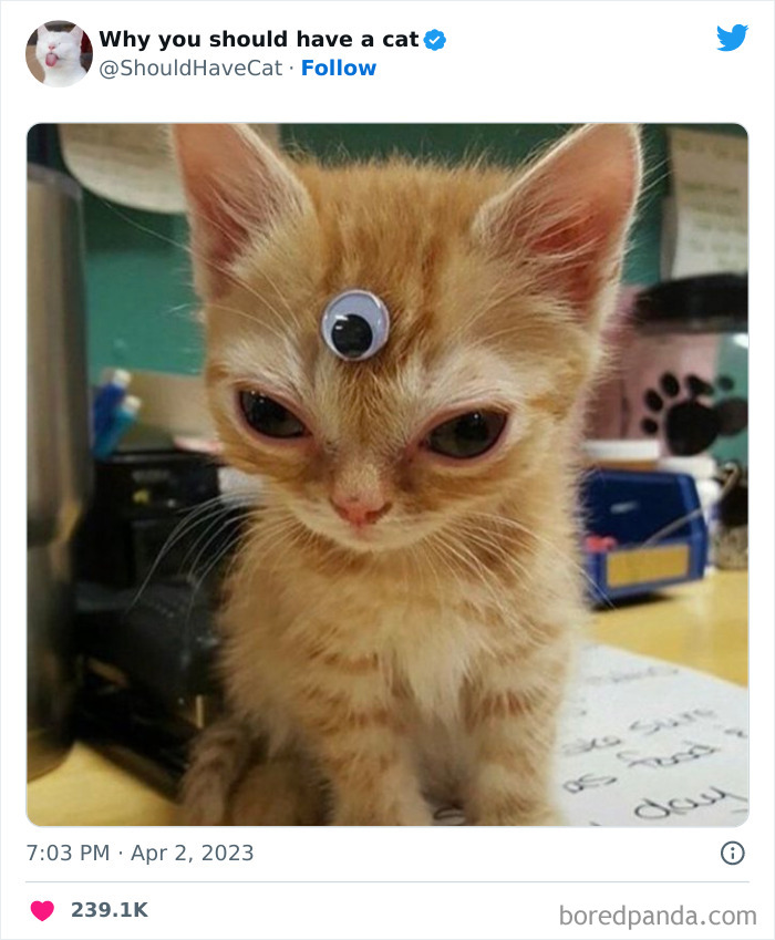 This Twitter Account Shares "Reasons" Why You Should Have A Cat, And Here Are 50 Of The Top Ones
