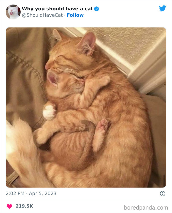 This Twitter Account Shares "Reasons" Why You Should Have A Cat, And Here Are 50 Of The Top Ones