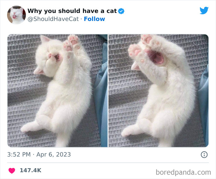 This Twitter Account Shares "Reasons" Why You Should Have A Cat, And Here Are 50 Of The Top Ones