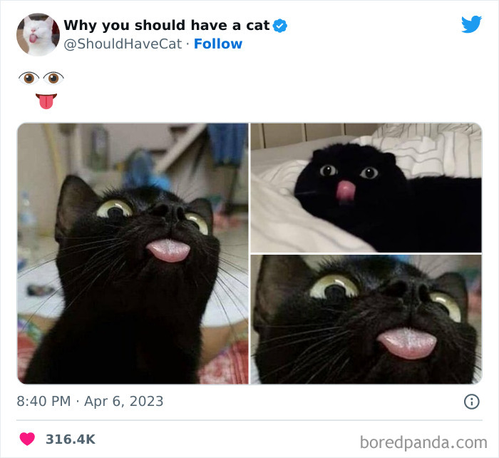 This Twitter Account Shares "Reasons" Why You Should Have A Cat, And Here Are 50 Of The Top Ones