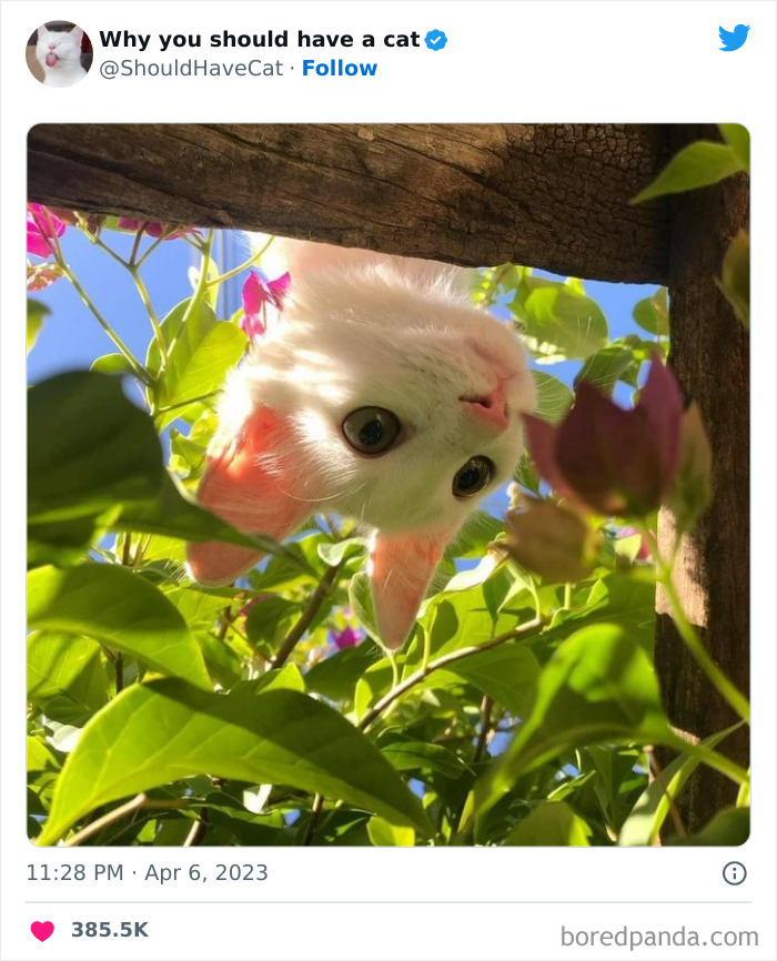 This Twitter Account Shares "Reasons" Why You Should Have A Cat, And Here Are 50 Of The Top Ones