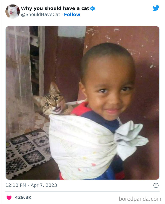 This Twitter Account Shares "Reasons" Why You Should Have A Cat, And Here Are 50 Of The Top Ones