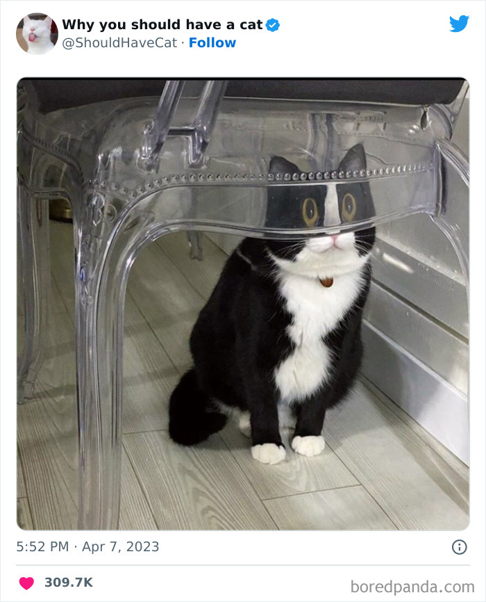 This Twitter Account Shares "Reasons" Why You Should Have A Cat, And Here Are 50 Of The Top Ones