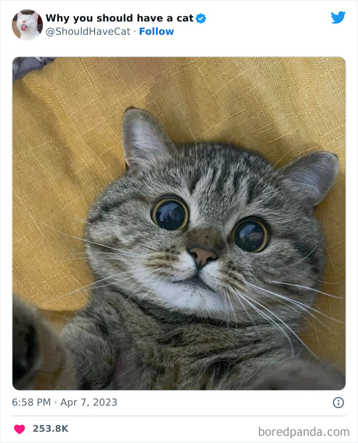 This Twitter Account Shares "Reasons" Why You Should Have A Cat, And Here Are 50 Of The Top Ones